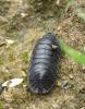 Armadillidium depressum